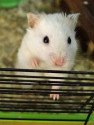 Hamster Joshi