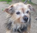 Rocky_1