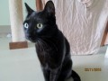 cooper