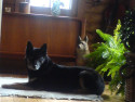 Filinchen