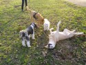 Hundewiese 23.11 (1)