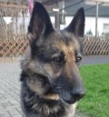 Luna_1
