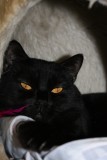 Pascha 26122