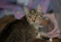 katze-sandy